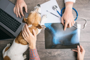 veterinary examination consultation with an X-ray. Dog and owners and doctors hands on the table with computer.