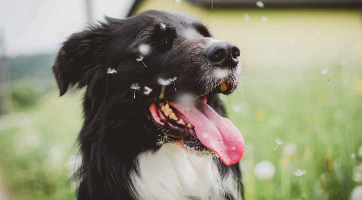 Dog With Dandelion Seeds