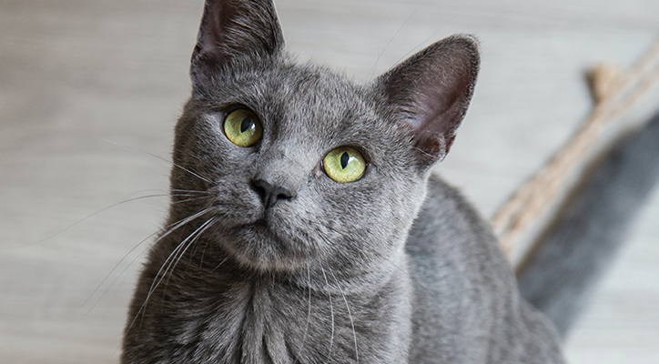gray cat looking up into camera
