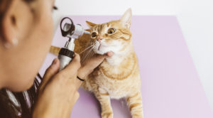 wide eyed cat having its eyes examined