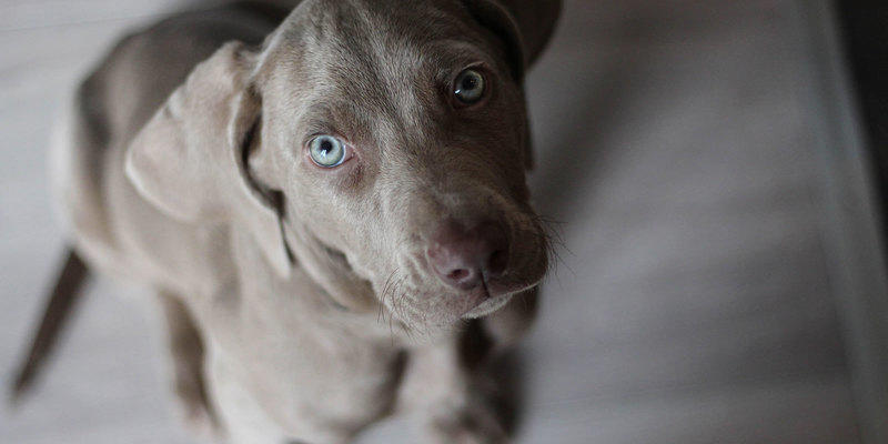 pet-weimaraner-snout-look-cute.750a09f28063350bb5f361235b98adf2